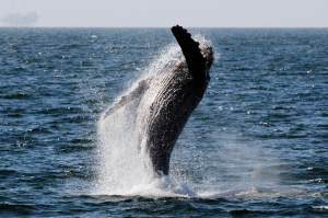 valpak.com_Humpback-whale-watching